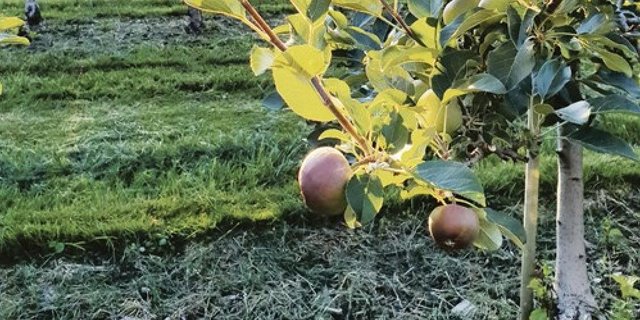 Der professionelle Obstbau soll geschützt werden, indem Gebiete mit geringer Prävalenz definiert werden. (Symbolbild rae)