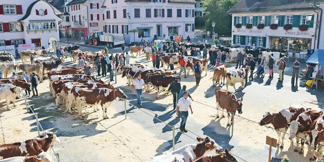Am 29. September 2021 soll auf dem Andelfinger Marktplatz die traditionelle Regionalviehschau durchgeführt werden. (Archivbild RoMü)