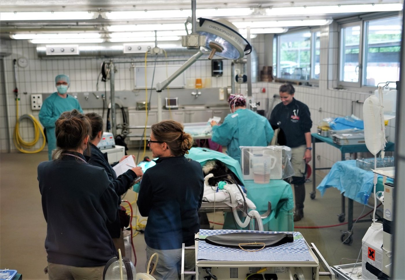 Operation an einem Schwarznasenschaf. (mr)