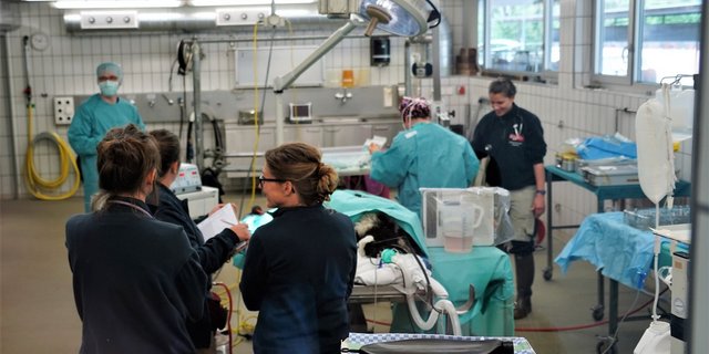 Operation an einem Schwarznasenschaf. (mr)