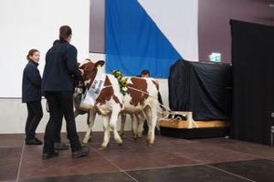 Agrovet-Strickhof: «Kooperation mit Vorzeigecharakter» Drei Kälber ziehen bei der Einweihung des Forschung- und Bildunszentrums Agrovet-Strickhof einen für das Zentrum symbolischen Gegenstand auf die Bühne. (Bilder chw)