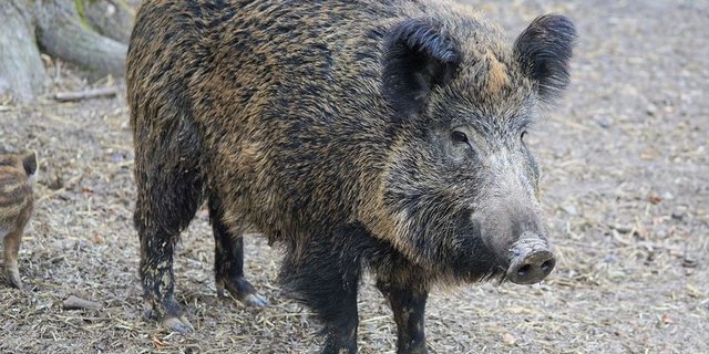 Bisher ist es Deutschland gelungen, die ASP von Hausschweinen fernzuhalten. Unter den Wildschweinen in Brandenburg und Sachsen wütet sie jedoch. (Bild Pixabay) 