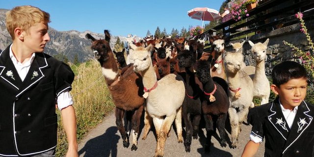 Der Alpabzug war ein voller Erfolg, wie Arnold Luginbühl sagt. (Bild zVg)