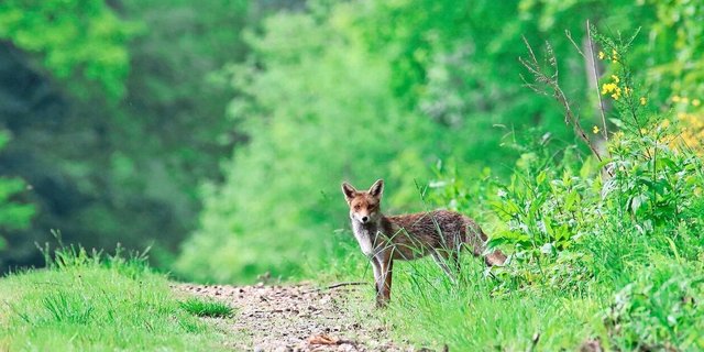Wenn Wölfe die Nähe von Menschen suchen, gilt das als unerwünschtes Verhalten. Füchse haben sich in Dörfern und Städten etabliert.