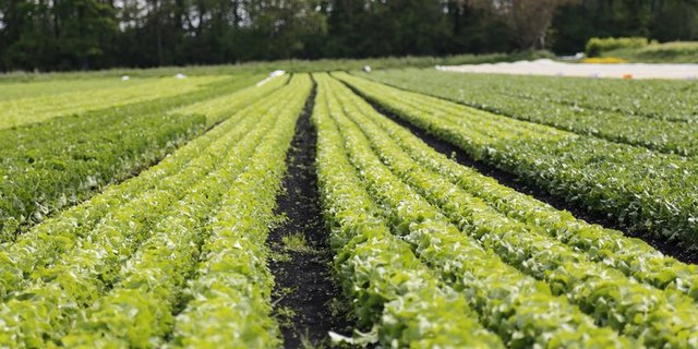 Das Klima wirkt sich auf den Boden aus. Doch auch die Bedeutung des Bodens für das Klima ist gross. (Bild Jonas Ingold)
