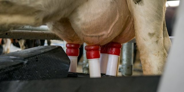 Mastitis-Erreger können mit dem MID frühzeitig erkannt werden. (Bild BauZ)