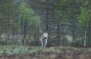 Bei der Begegnung mit einem Wolf sollte man ruhig bleiben, Abstand halten und dem Wolf die Möglichkeit zum Rückzug geben. (Bild Unsplash)