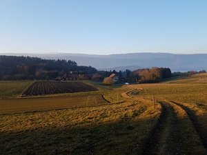 Die Bio-Offensive im Kanton Bern läuft bisher erfolgreich. (Symbolbild/ji)