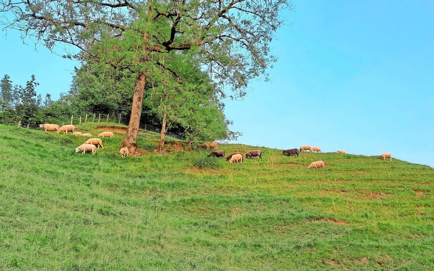 Hitzestress bei Schafen kann im Sommer kaum vermieden werden. Wichtig sind Schatten und Wasser.