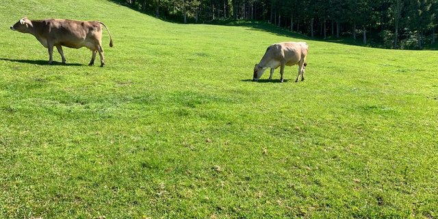 Dass auch mit den neuen Anreizsystemen die Tiere genügend lange auf die Weide können und die Zucht in die richtige Richtung geht, ist dem STS ein Anliegen. (Bild Josef Scherrer)