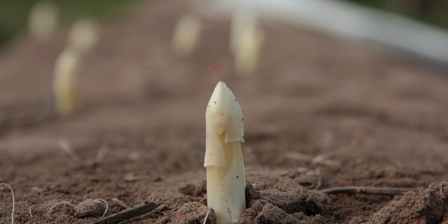 Schon bald wird man im Detailhandel wieder Schweizer Spargeln kaufen können. (Bild Pixabay)