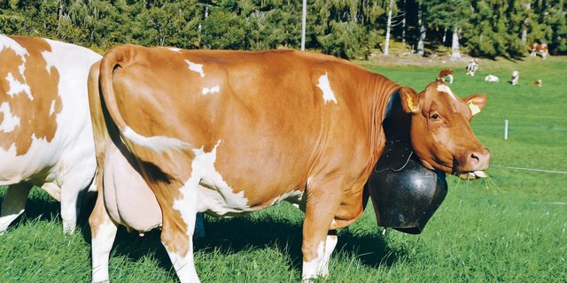 Eine robuste und leistungsfähige Swiss-Fleckvieh-Kuh ist gefragt. Diese soll aber nicht nur schön sein, sondern auch langlebig, mit einer guten Fruchtbarkeit und tiefen Zellzahlen.(Bild Peter Fankhauser)