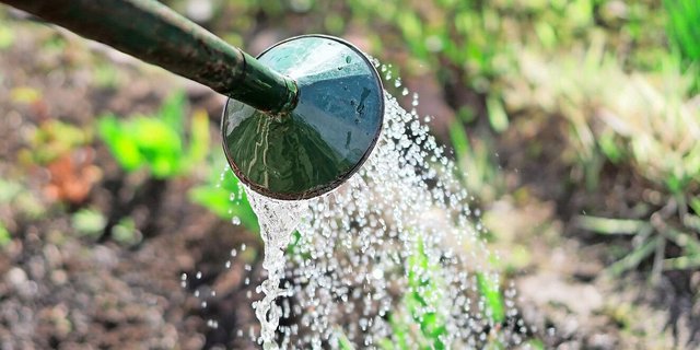 Ob mit einer Giesskanne oder einem Bewässerungsystem: Ganz ohne wässern geht es kaum im Garten.