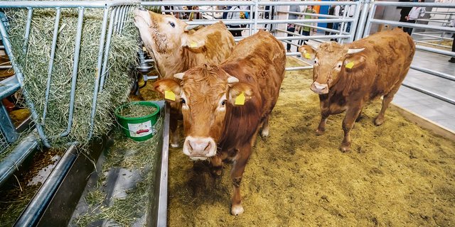 Tierausstellungen von Mutterkühen, Kleinwiederkäuern oder Schweinen gehören dazu.(Bild zVg)