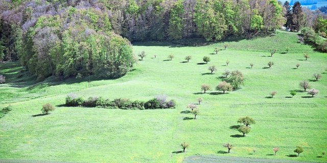 Eine Hecke zur Biodiversitätsförderung muss mindestens zehn Meter lang sein. In einem Jahr darf aber nur ein Drittel der Länge gepflegt werden.