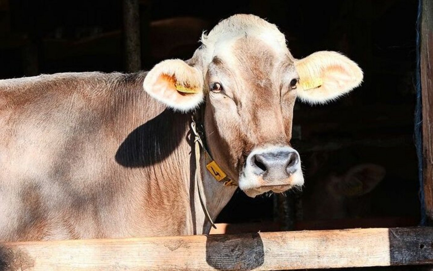 Vermehrt berichten Betriebe mit BTV von Aborten oder der Geburt von blinden Kälbern oder solchen mit starken Missbildungen.   