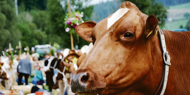 Viehschauen und Ausstellungen fallen aufgrund der Corona-Krise aus. Auch die Feldtests der Pferde können nicht stattfinden. Was fehlt, wenn solche Zuchtanlässe wegfallen?(Bild sb)
