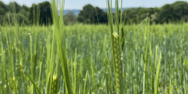 Die Gerste befindet sich vielerorts in der Blüte. Gegenüber dem Vorjahr ist sie damit zirka eine Woche voraus. (Bild Katrin Erfurt)