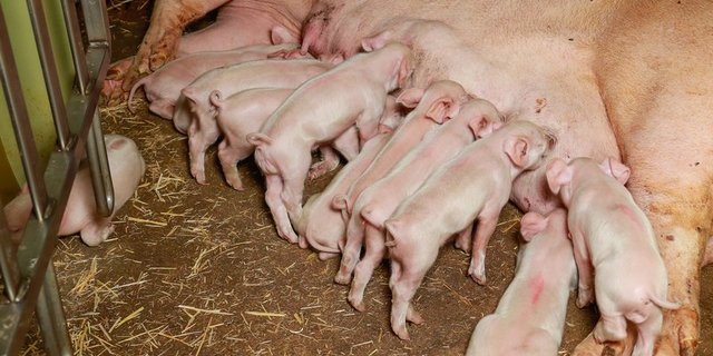 Wenn die Bestände weiter ausgebaut werden, wird die Entwicklung nicht gesund fortschreiten. Die Suisseporcs ruft daher dazu auf, Muttersauen jetzt auszumerzen. (Bild Archiv)