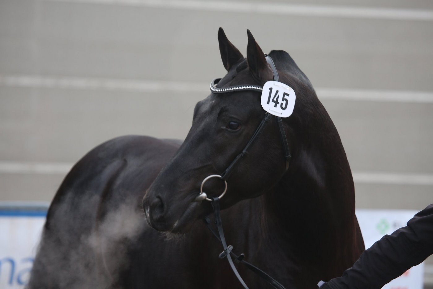 Der schwarze Nobody von Navarino ist nach Deutschland verkauft, wo er in den Deckeinsatz geht. (Bild Bernadette Odiet)