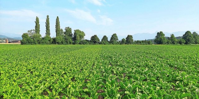 Die Sorten Smart Edytka (heller Streifen links) und Smart Beppina (ganz links) hatten Mitte Juni noch nicht Reihenschluss. Die Sorten Smart Manja (rechts), Smart Rossada und BTS 4825 hingegen bereits Anfang Juni – bei beiden Bodenbearbeitungsverfahren.