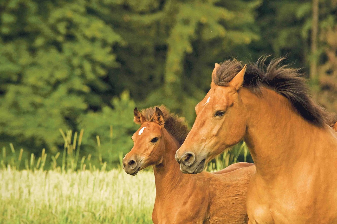 BarthDie Zucht von Freibergern ist weiterhin rückläufig. Sollte die in Züchterkreisen als «Fohlenprämie» bezeichnete finanzielle Unterstützung an Zuchtstuten kippen, dürfte die Rasse grossen Schaden nehmen, sagt RRFB-Präsident Christoph Saner. (Bild Helene Marti)