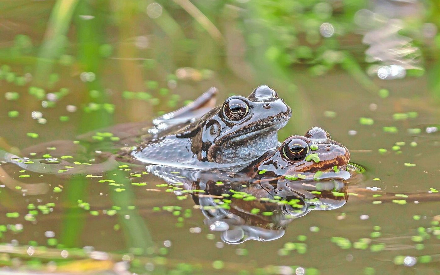 Das Männchen hält sich an seiner Partnerin fest, um deren Laich gleich beim Absetzen zu befruchten.