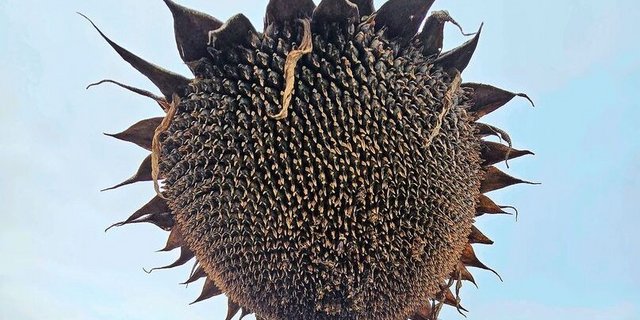 Wer heuer Sonnenblumen angebaut hat, dürfte dafür einen höheren Preis lösen als noch im vergangenen Jahr.