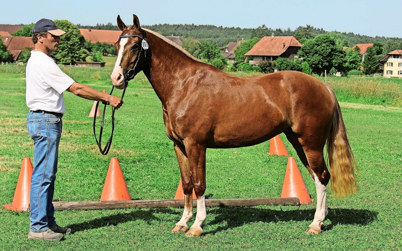 Jährlich bildet Bieli fünf bis sechs Jungpferde für den Feldtest aus. Ausbildungspferd Gladice holte am Feldtest in Zauggenried BE 2020 den ersten Rang. 