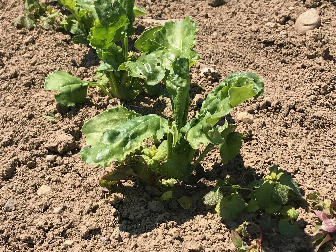 Erfolgt die Bestellung früh genug, ist es leichter von den neuen Sorten, die vor kurzem auf der Liste der empfohlenen Sorten eingetragen wurden, zu profitieren. (Bild BauZ)