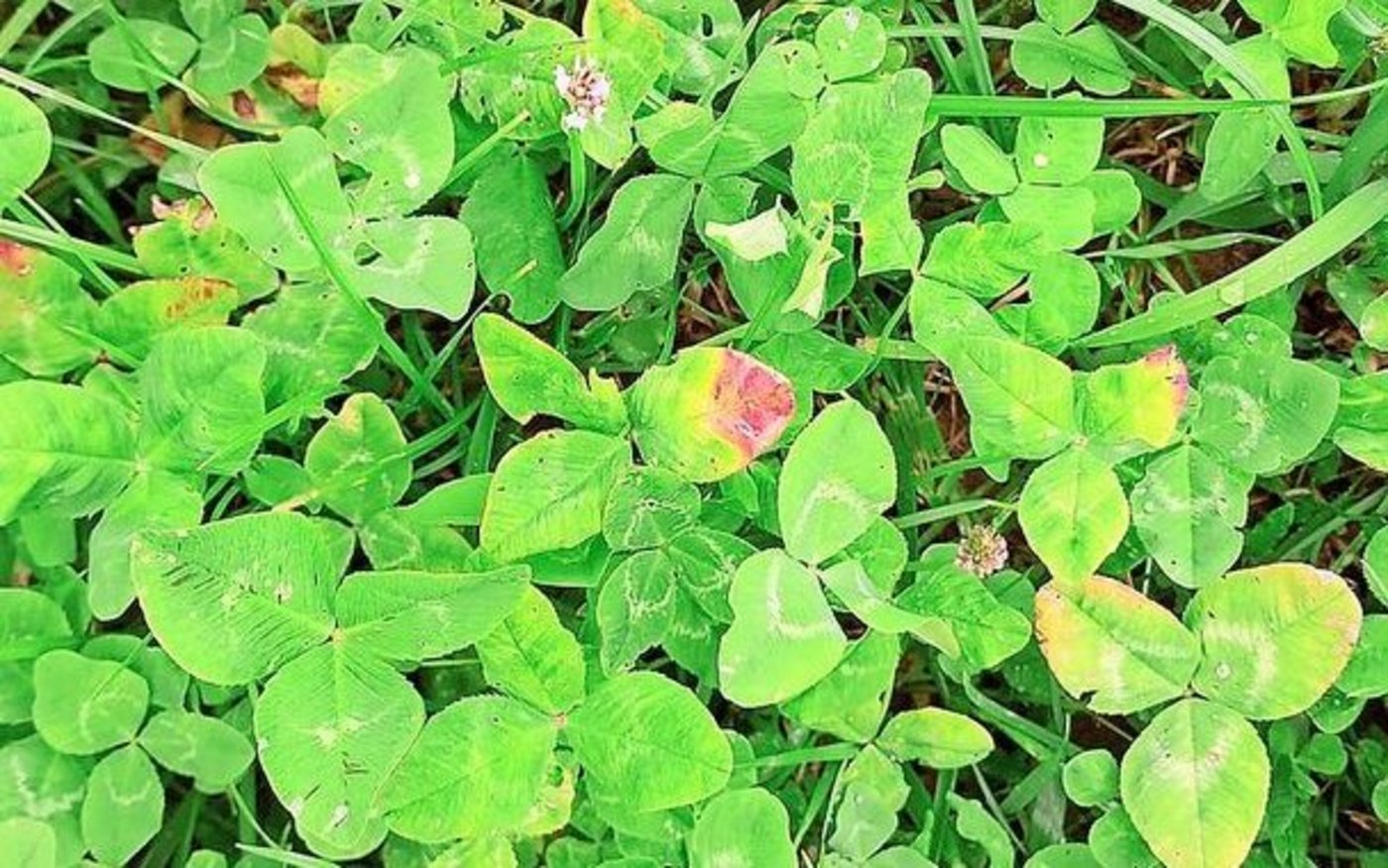 Nässe, Krankheiten und nun auch Mykotoxine vermindern die Qualität des Futters.