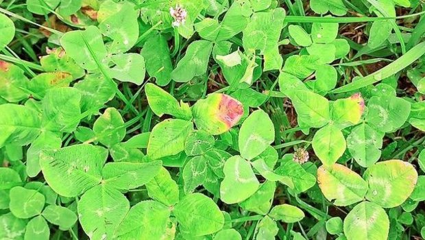 Nässe, Krankheiten und nun auch Mykotoxine vermindern die Qualität des Futters.