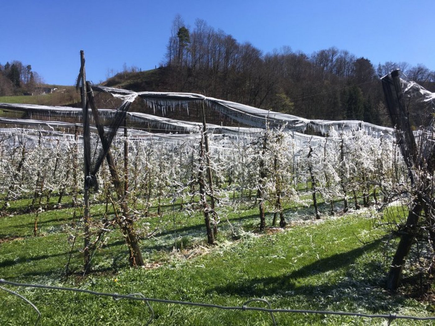 In der Schweiz haben die Obstbauern derzeit mit frostigen Nachttemperaturen zu kämpfen. Hier eine beregnete Obstplantage im Kanton Bern. (Bild jsc)