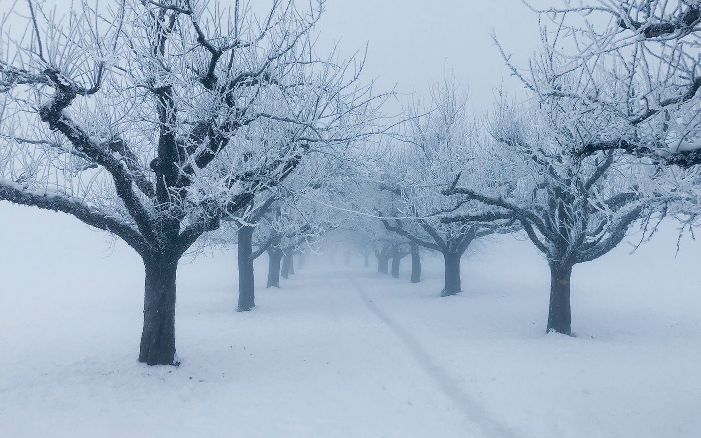 Bei trockenen Böden ist die Vegetationsruhe ein idealer Zeitpunkt für die Pflanzung von Hochstammobstbäumen.