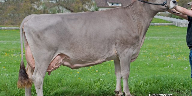Die Miss Alpstein 2013, Prunki Fabienne von Dölf Fuster. (Bild Viehschau Appenzell)