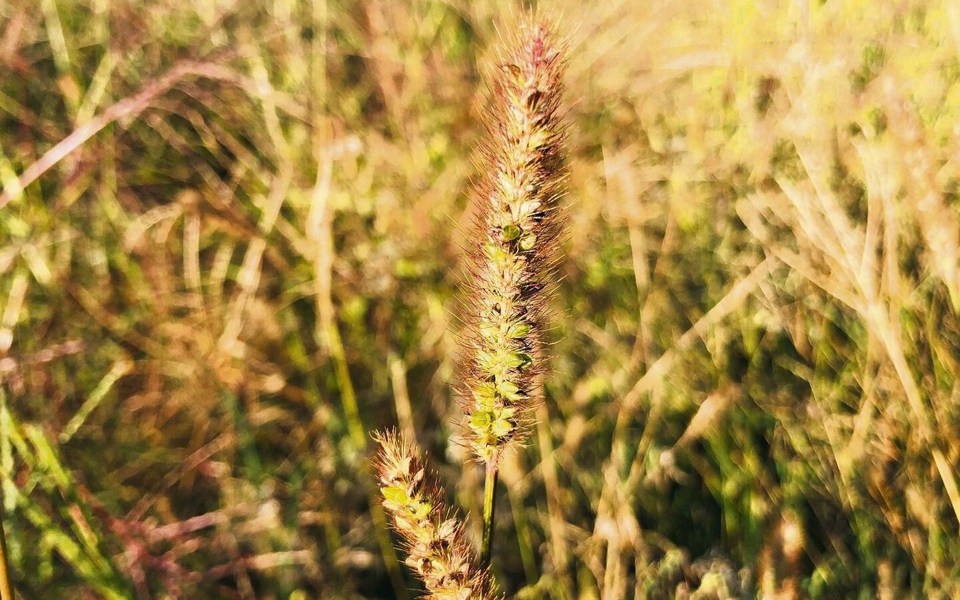 Die graugrüne Borstenhirse hat zwischen den Ährchen raue, gelbrote Rispenästchen.