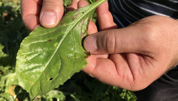 Wo bisher kein Schutz erforderlich war, sind weiterhin regelmässige Kontrollen durchzuführen. Cercospora-Blattflecken sind an den 2 bis 3 mm kleinen runden, hellgrauen Flecken mit rotbraunem Rand erkennbar. (Bild BauZ)