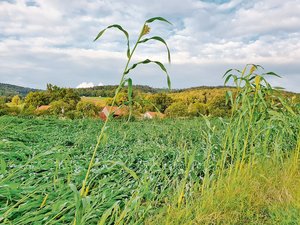 Sorghum statt Mais: Das geht, hat aber seine Tücken Das Sorghum-Feld der Familie Poupon in Charmoille (JU) war schwer zu ernten. Die Pflanzen waren geknickt. (Bild zVg)