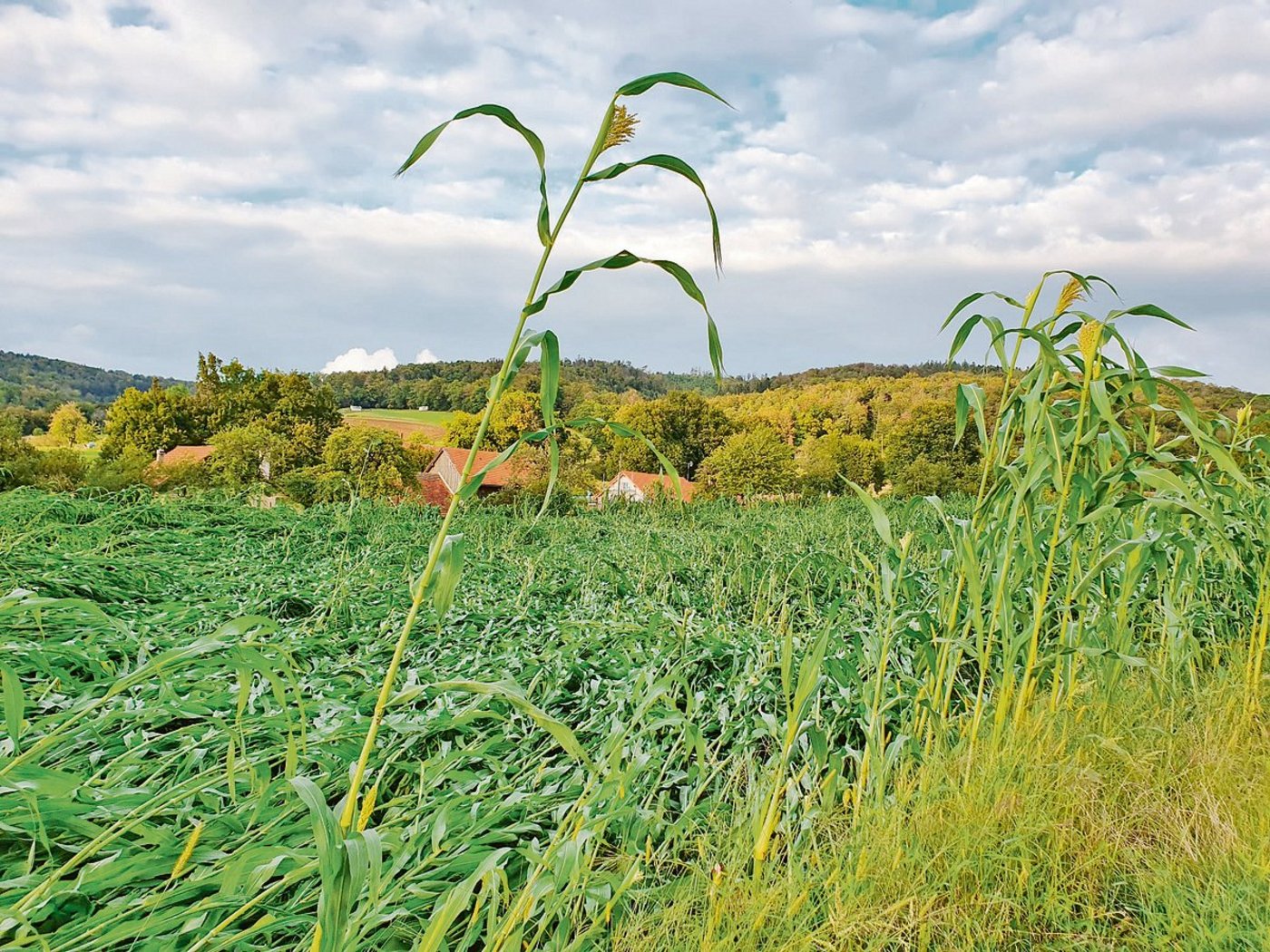 Das Sorghum-Feld der Familie Poupon in Charmoille (JU) war schwer zu ernten. Die Pflanzen waren geknickt. (Bild zVg)