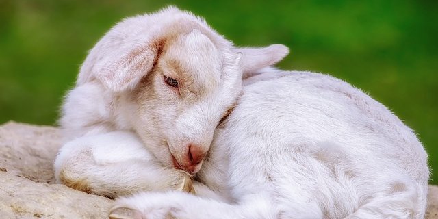 Das Problem sei, dass Ziegen jedes Jahr gebären müssen, damit sie Milch geben. Die kleinen Zicklein aber will kaum jemand. Das Fleisch der Ziegen ist weit weniger beliebt als deren Milch. (Bild Pixabay)