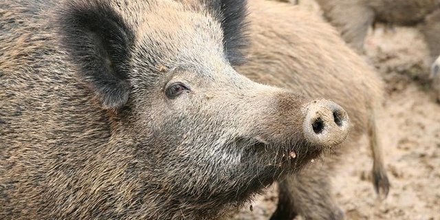 Die Gefahr von Afrikanischer Schweinepest in der Schweiz steigt. (Symbolbild Pixabay)