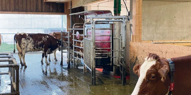In der Melkkammer von Andreas Rickli hängt der «Micro Dairy Sprayer» von Lely, der gezielt homöopathische Mittel abgibt. Obwohl es (noch) keine wissenschaftliche Belege gibt, sieht der Landwirt eine klare Wirkung der Substanz.