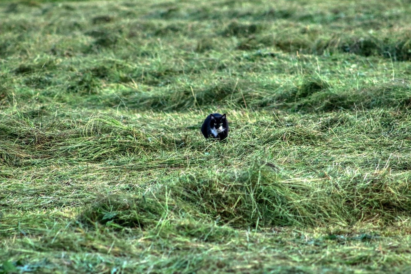 Normalerweise suchen Katzen das Weite, wenn eine Maschine näher kommt. Manchmal werden sie aber trotzdem von einem Mäher erfasst und schwer verletzt oder getötet. (Bild planet_fox / Pixabay)