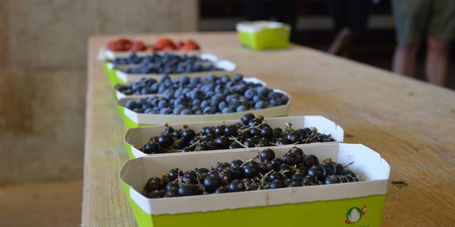 Livio Jannet liest sich in die Materie des Biolandbaus ein und merkt schnell: Das ist alles andere als einfach.  (Bild BauZ)