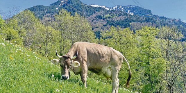 Macht das Sinn? Der Bund will zwecks Klimaschonung langlebige Kühe fördern. Die Branche will nun den Nutzen abklären. (Bild akr)