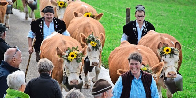 Auch schöne, reine Simmentalerkühe gibt es an der Viehschau zu sehen. Hier die Kühe der Familie Adrian und Marlies Kamber. 