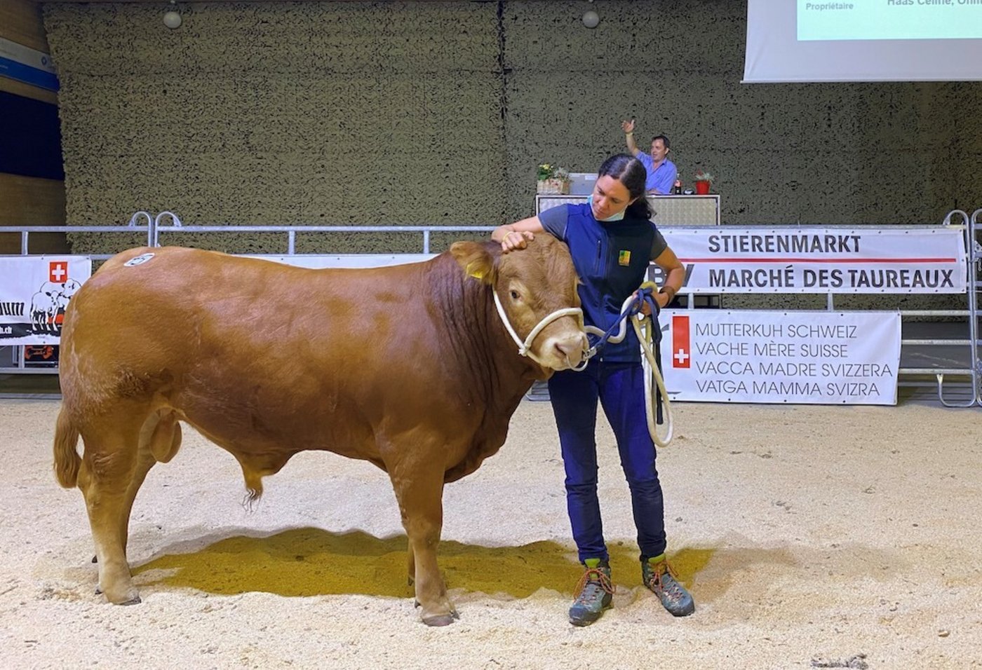 In der Vianco Arnea Brunegg wird es bei dieser Auktion ungewohnt leer sein. (Bild Mutterkuh Schweiz)
