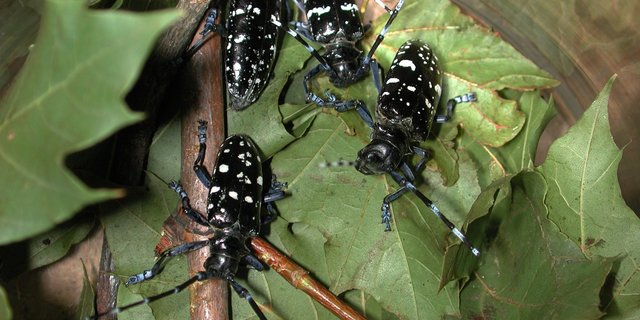 Der Asiatischen Laubholzbockkäfer kann Bäume zum Absterben bringen. Daher ist es wichtig, den Befall vor weiterer Ausbreitung aufzuspüren. Hunde können helfen. (Bild BFW)