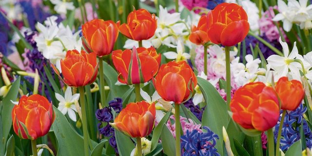 Mischpflanzung mit orangen Tulpen, blauen und rosafarbenen Hyazinthen und weissen Narzissen. 
