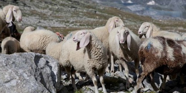 Noch immer werden 97 Saaser Mutten vermisst. (Bild: zVg)